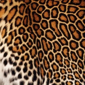 Leopard Color Hex